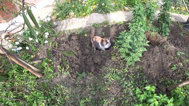 НАШЛА МЕСТА ДЛЯ ВСЕХ САЖЕНЦЕВ ОТ САДОВОГО РАЯ🌹☘🌳 WE LIVE IN THE KUBAN 😊🌺 смотреть онлайн