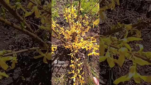 форзиция 🌿 #природа #relax #relaxing #shorts смотреть онлайн