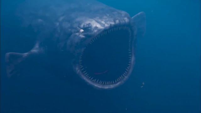 The Bloop Monster VS The Megalodon | Who Would Win?! смотреть онлайн