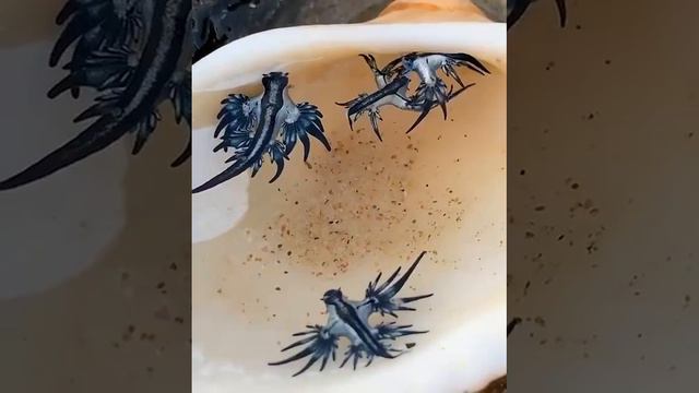 Голубой дракон смотреть онлайн