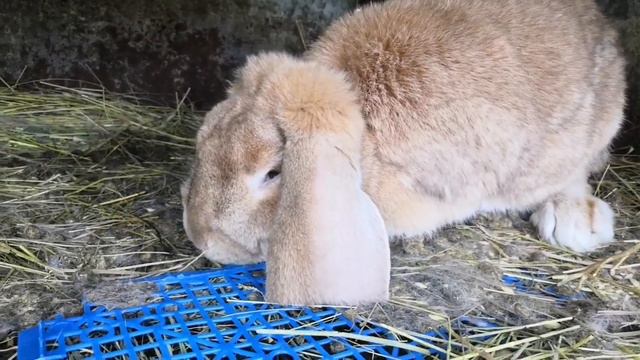 #французскийбаран #лечение #болезнь #кролики #помогите!