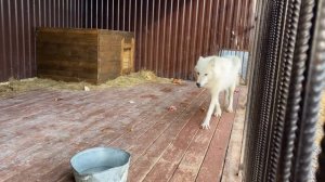 Волэнд Луия выясняет отношения наравне со взрослыми. Новая Оя летит на крайний север домой.