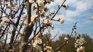 Опыление абрикоса Маньчжурского / Звуки сада