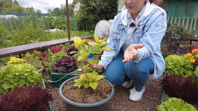 Гортензия без хлороза! Чем подкормить гортензию для сочной листвы и безумного цветения в августе смотреть онлайн