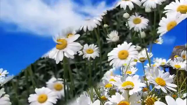 Ромашка белая, лепесточки нежные....wmv Исполняет Группа "Экспресс" смотреть онлайн