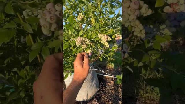 Элизабет , голубика в мешках . Дорога от саженца до куста за один год. ? смотреть онлайн