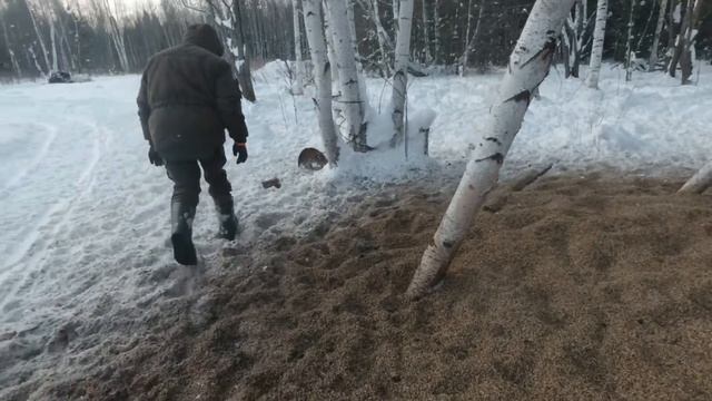 Охота на кабана с лайками. Работа в лесу. Аксессуары. Щенки смотреть онлайн