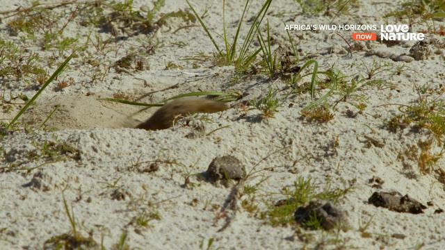 Дикие просторы Африки / Africa's Wild Horizons / Серия 1 Призраки Седерберга