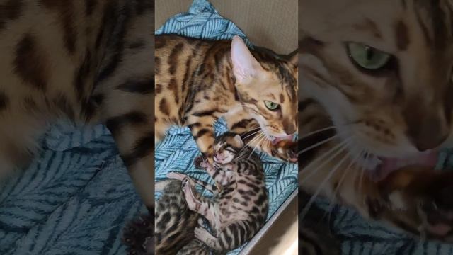 Вечерние умывашки😻#cat#бенгальскаякошка #wildcats#котята#море#любовь#санктпетербург#бенгалы#winter