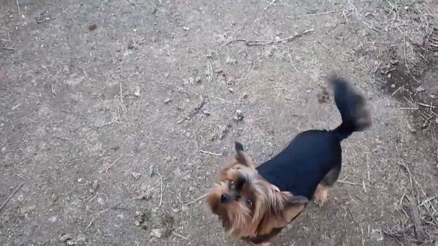 СВЯЗАЛИ ТУИ,ПОВЕСИЛИ КОРМУШКУ.КАПУСТА УДАЛАСЬ. смотреть онлайн