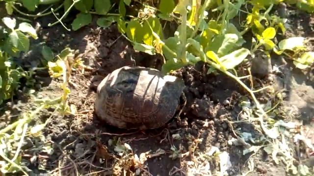 Попалась черепаха в огороде. смотреть онлайн