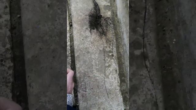 Корневая система черного ореха после зимней коппулировки смотреть онлайн