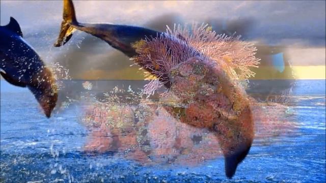 Волшебный мир океана. The magical world of the ocean смотреть онлайн