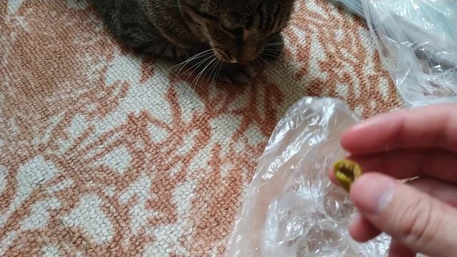Угостил кошку оливкой :) смотреть онлайн