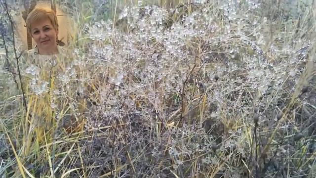Страда! Пахнет медом и ядом.... слова Е.Богданова, муз и исп. С.Мосин смотреть онлайн