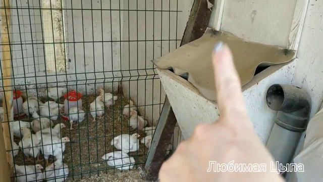 НАДОЕЛО ТАСКАТЬ Г@МНО - ВЫКИНУЛА ВСЕХ БРОЙЛЕРОВ... смотреть онлайн