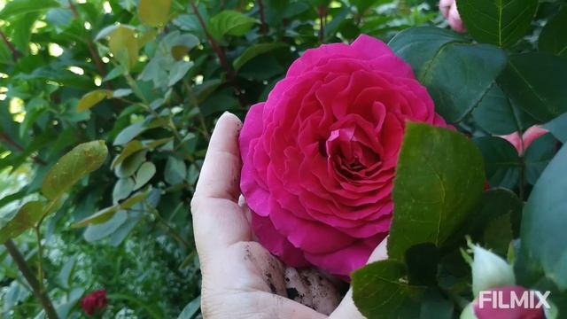 на даче/цветут розы/новая газонокосилка смотреть онлайн