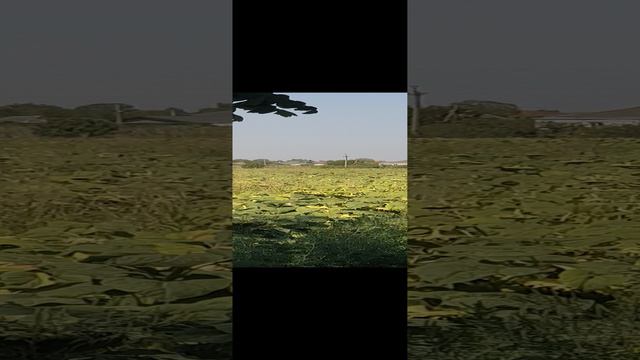 Семечка обработанная Осаагро