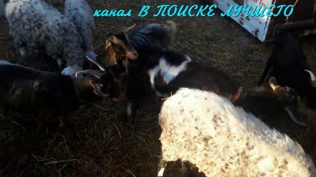 Такие дружные рогатые козы,овцы и барашки.Вместе кушают. Goats, sheep, rams. смотреть онлайн
