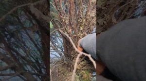 Туя Ауреа Нана. Нюансы при обрезке.