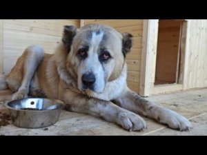 Животных из Курской области спасали в ночи под вой сирен. Приграничники