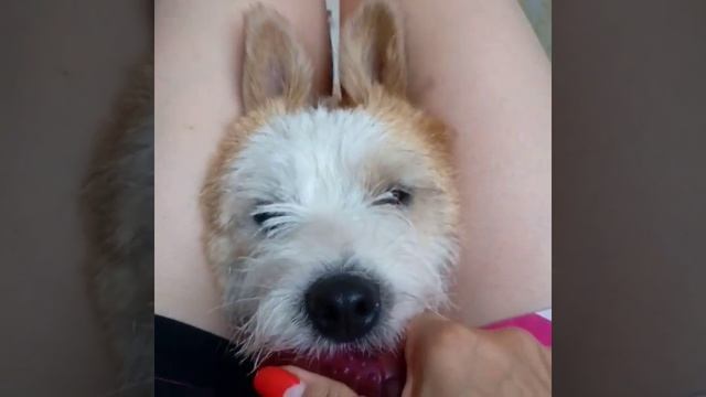 Новая порода собак- ЗАЙЦЕПЁС!!!! смотреть онлайн