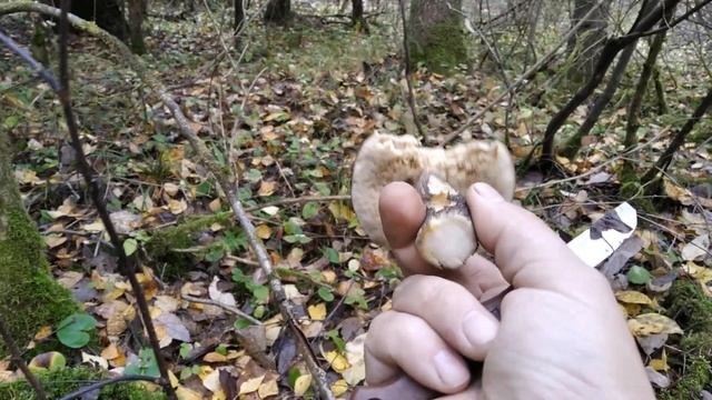 О сколько нам грибочков чудных лесок готовит этот скудный смотреть онлайн