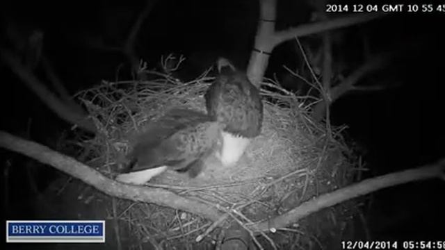 Female had been sitting, joined by male, nestorising, both leave - Ustream-Berry College Bald Eagle смотреть онлайн