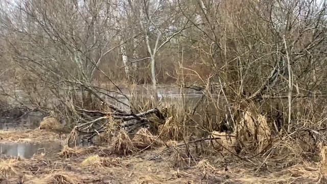 ОХОТА и Деликатес для тех у кого есть зубы копчение мясо бобра и вот что из этого вышло смотреть онлайн