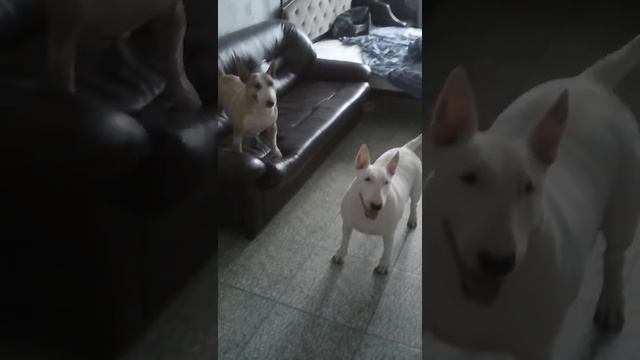 Собачий бой бультерьеры. смотреть онлайн