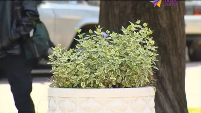 В Сочи продолжают бороться с мраморным клопом смотреть онлайн