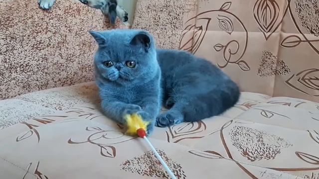 Экзот (экзотический короткошерстный) кот Рокки смотреть онлайн