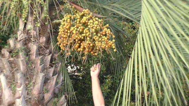 Гагры 2021 смотреть онлайн