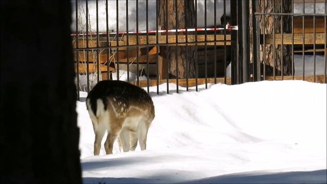 Европейская лань и овцебык нюхали друг друга, а только я подошла быстро разбежались 15.03.2023 смотреть онлайн