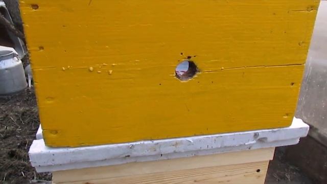 замена зимовалой матки в семье пчел, на молодую матку, без прерывания яцекладки смотреть онлайн