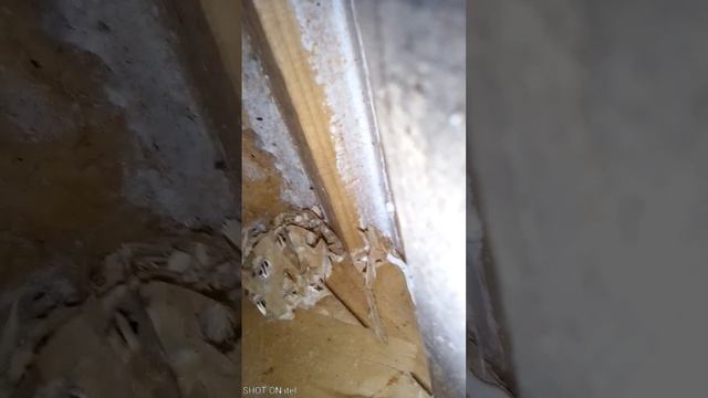 колонка сабвуфер бас??? смотреть онлайн