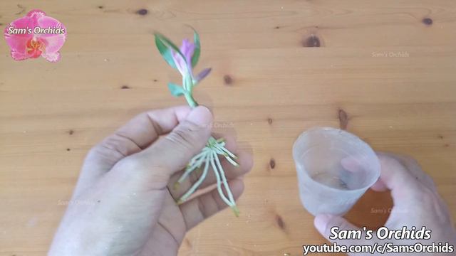 Dendrobium orchid keiki and flower on an old pseudobulb смотреть онлайн