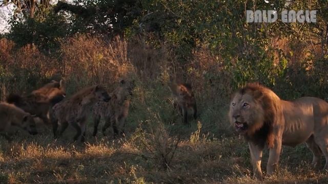 Tragedy Of Lion Pride - Mad Buffalo Team Up With Giant Python To Destroy The Lion Pride смотреть онлайн