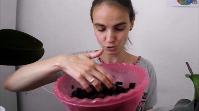 Наращивание корней орхидее: неудачный эксперимент с пеностеклом, пересадка обратно в мох сфагнум смотреть онлайн