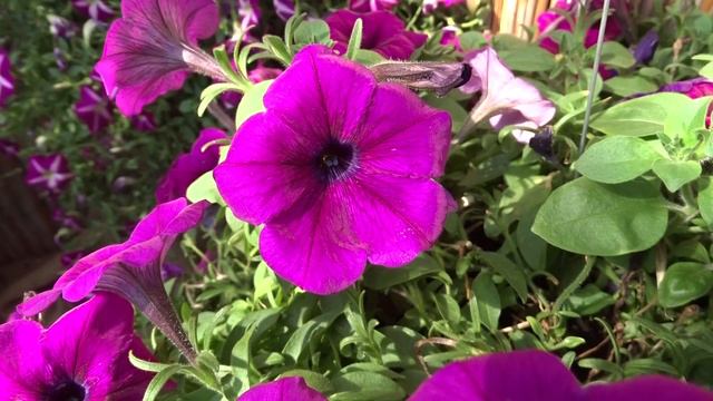 Petunia var. Potunia Purple čas. petúnie смотреть онлайн