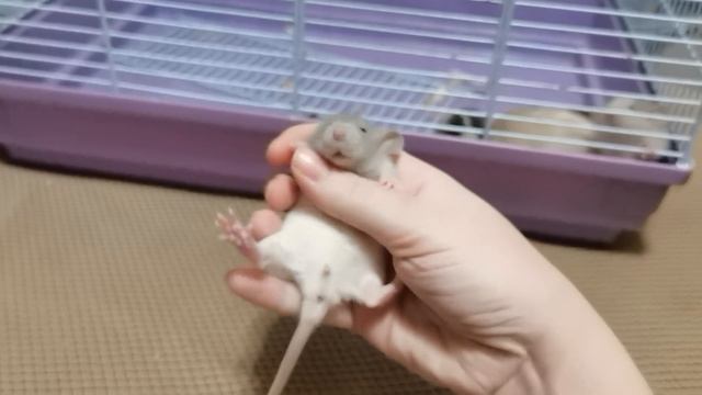 КРЫСЕНОК УМЫВАЕТСЯ / МНОГО МАЛЕНЬКИХ КРЫСОК смотреть онлайн