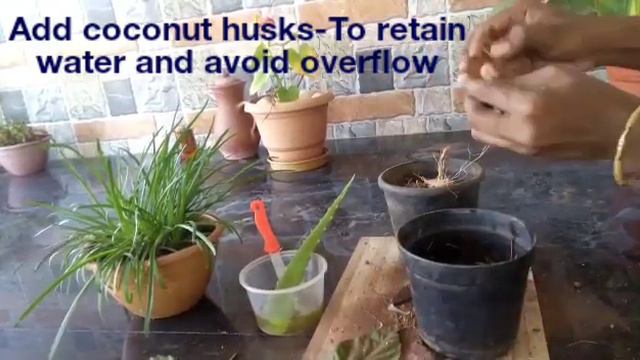 How to grow Hibiscus from cuttings | How to use natural fertilizers for plant смотреть онлайн