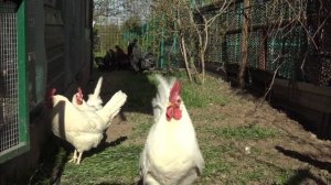 Птичий дворик на домашнем подворье Дважды Отца