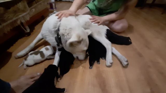 ❤Счастливое пополнение в нашей семье.❤ Корнелия первый раз стала мамой❤ Отдадим в добрые руки❤ смотреть онлайн