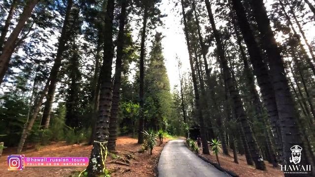 Прогулка в хвойном лесу на Гавайях DRIVING IN HAWAII FOREST смотреть онлайн