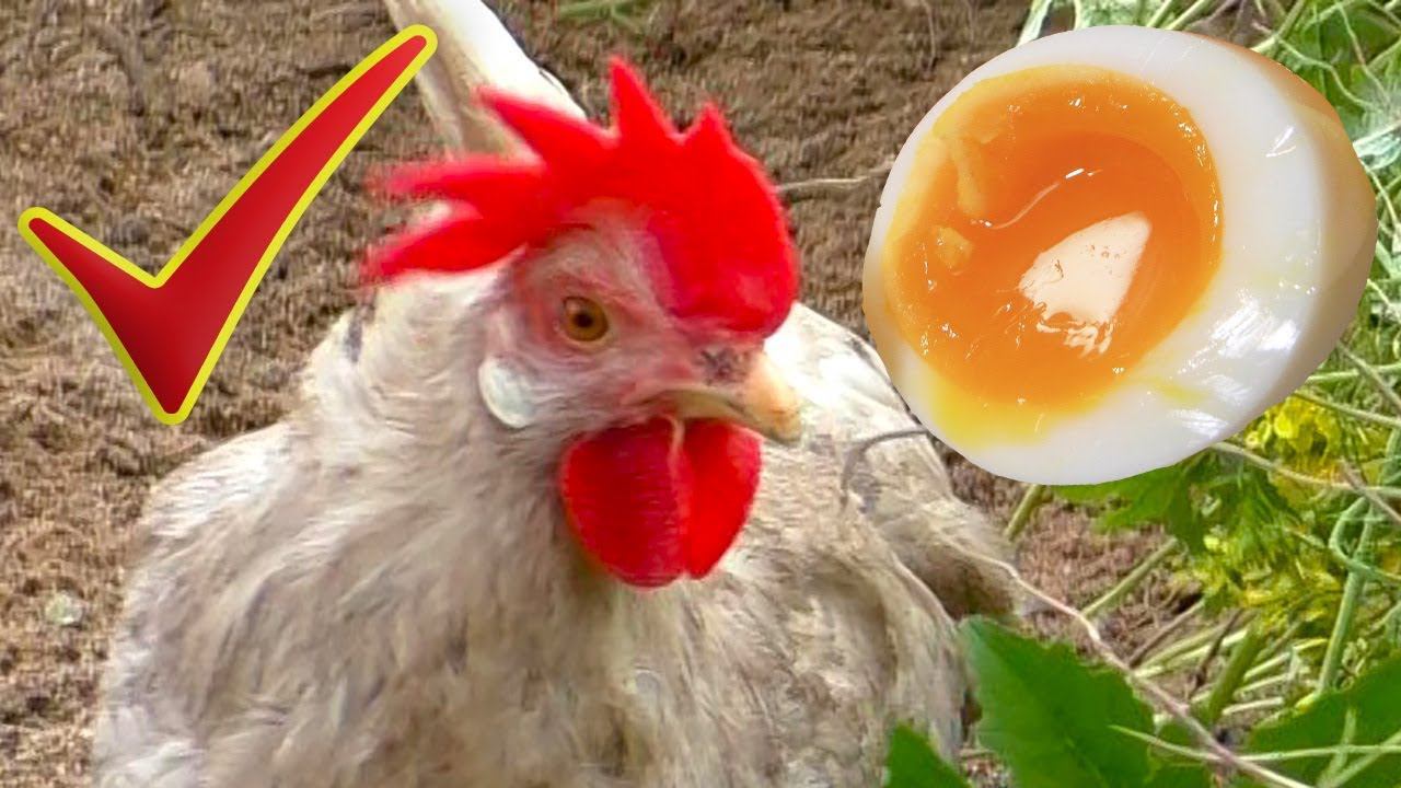Как повысить яйценоскость кур несушек и получить яркий желток смотреть онлайн