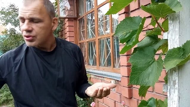 Виноград Амурский прорыв (неукрывной) Челябинск смотреть онлайн