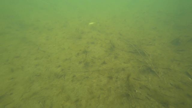 Игра Lucky Craft Pointer 100SP. Подводные съемки. Underwater смотреть онлайн