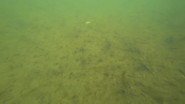 Игра Lucky Craft Pointer 100SP. Подводные съемки. Underwater