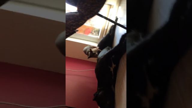 Cane corso feat sfinks масаж смотреть онлайн